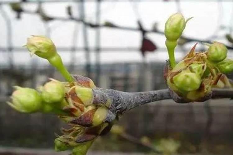 梨树叶面肥什么时候喷？