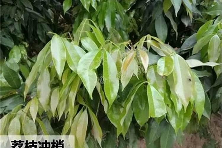 荔枝枝叶没老熟怎样控梢