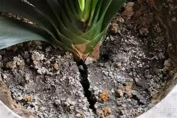 土壤恶化,蔬菜减产!赶紧试试这10个改良方法,超级实用