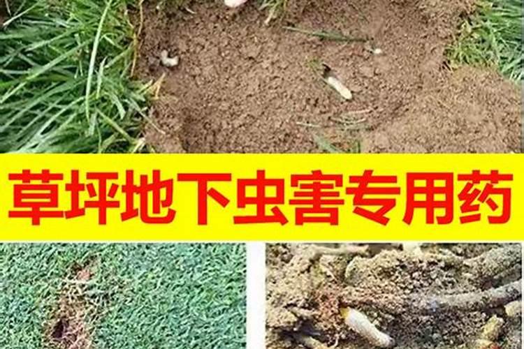 防治草坪蛴螬的最佳方法和药剂