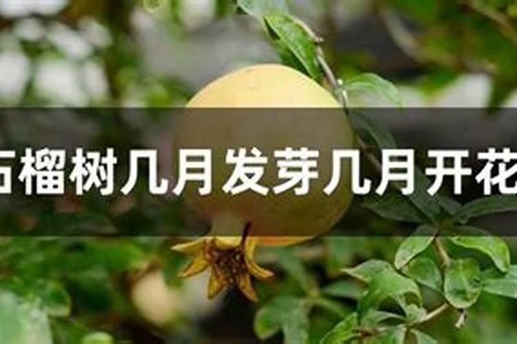 哪位可以说说盆栽石榴树怎么施肥？麻烦具体说说