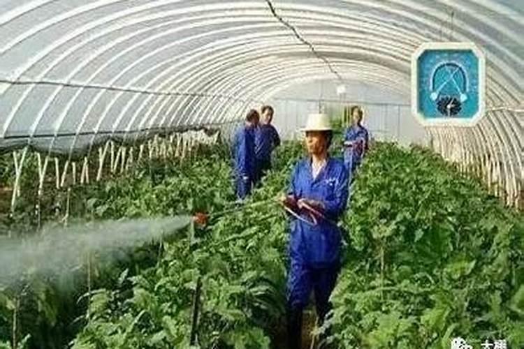 叶面肥的使用方法