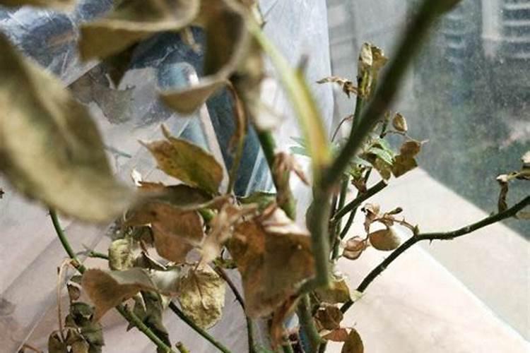 玫瑰长芽又蔫后还能活吗