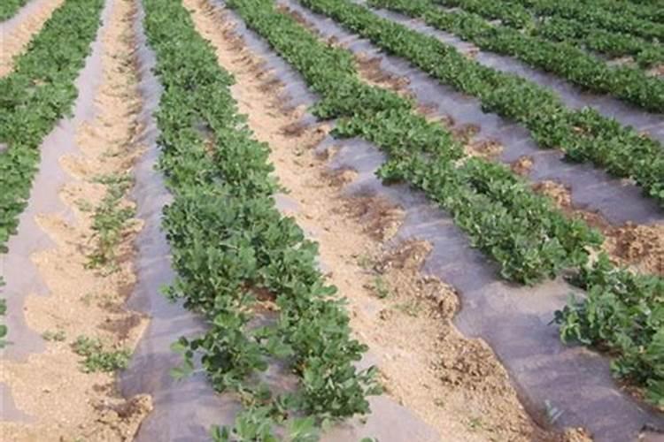 叶面肥具备何种功效