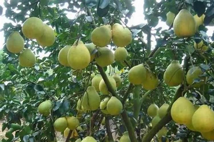 硫酸钾复合肥溶于水吗？可以用作水溶肥吗？