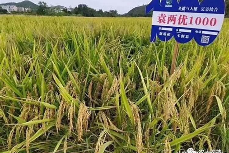 什么叫大量元素水溶肥料？