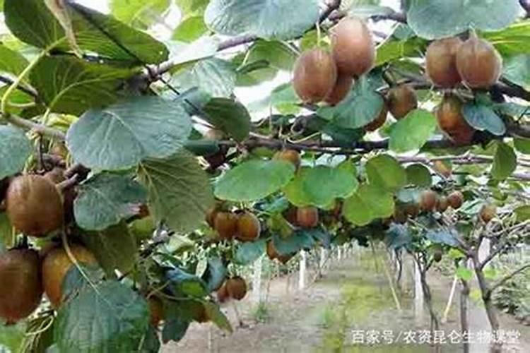 猕猴桃膨大期,施什么肥？