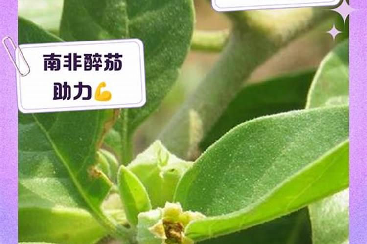 小番茄太酸怎么办？