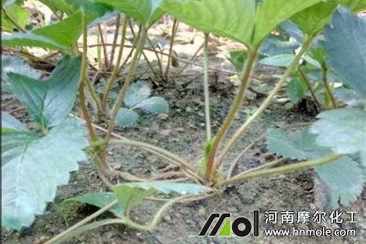 草莓膨果期用什么化肥好？草莓保花保果用什么水溶肥好？