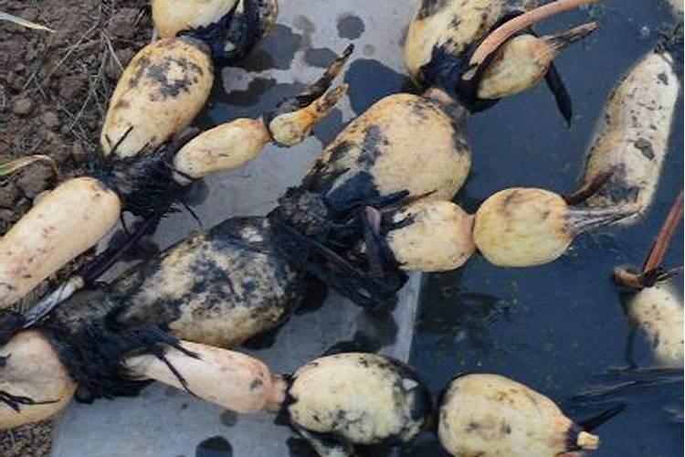 莲藕用什么肥料最好