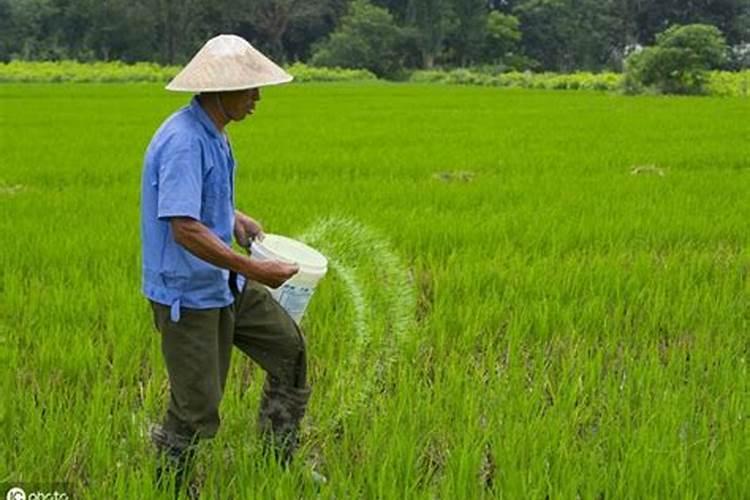 水稻怎么施尿素肥最好