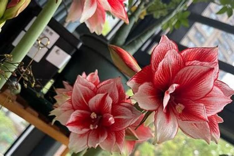 红薯追肥最佳方法