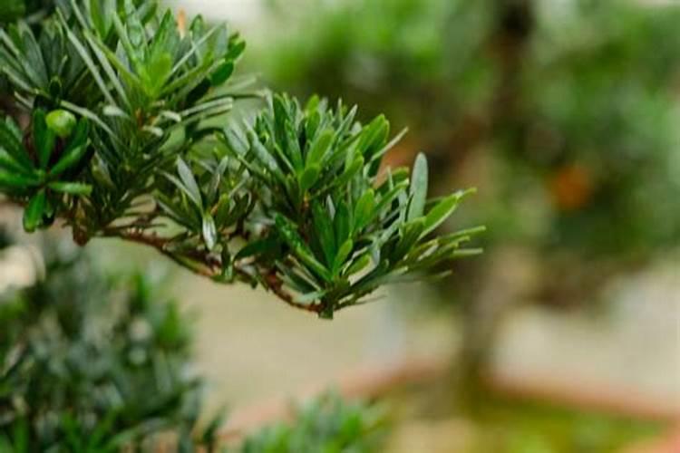 罗汉松叶子失绿干枯怎么回事