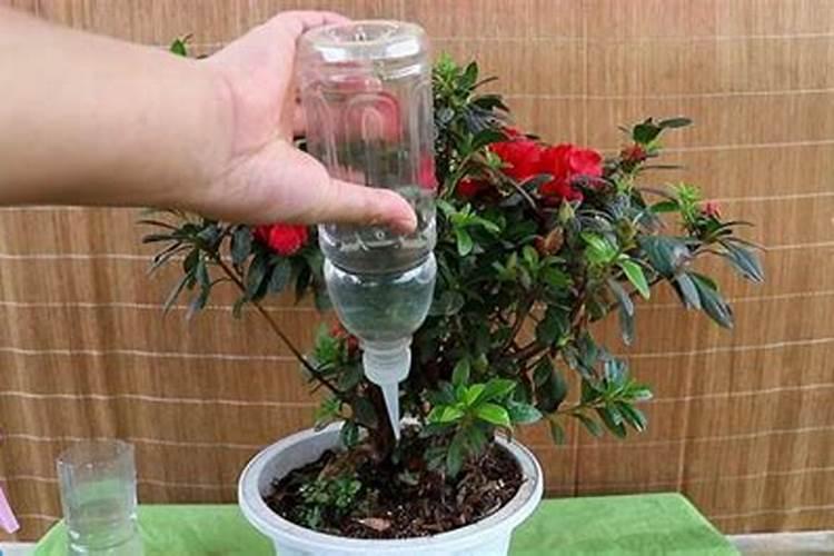 杜鹃花能用骨粉鱼粉做肥料吗