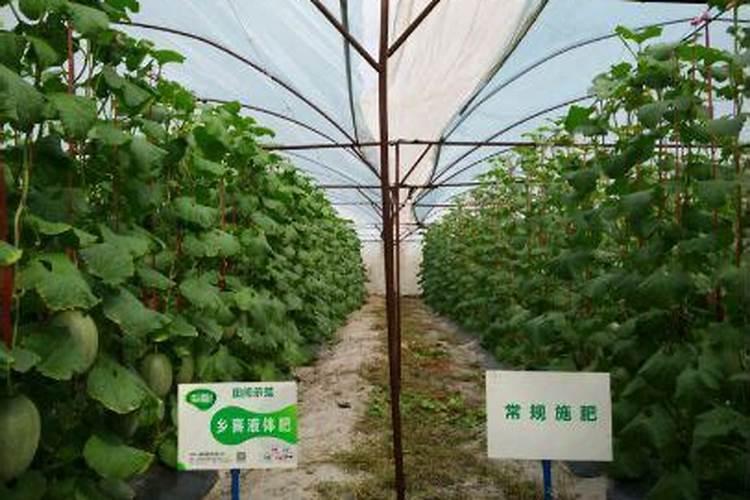 哈密瓜怎样种植与管理