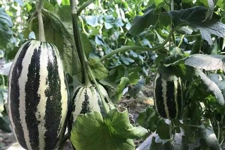 哈密瓜膨果期怎样施肥