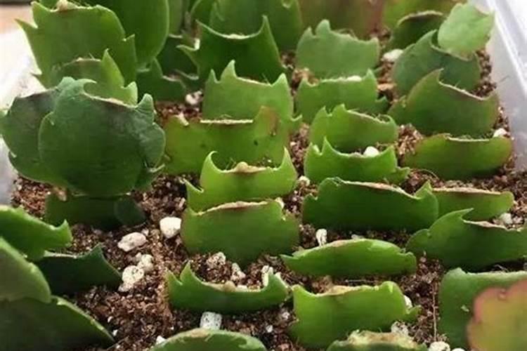 蟹爪兰施什么肥料长得好