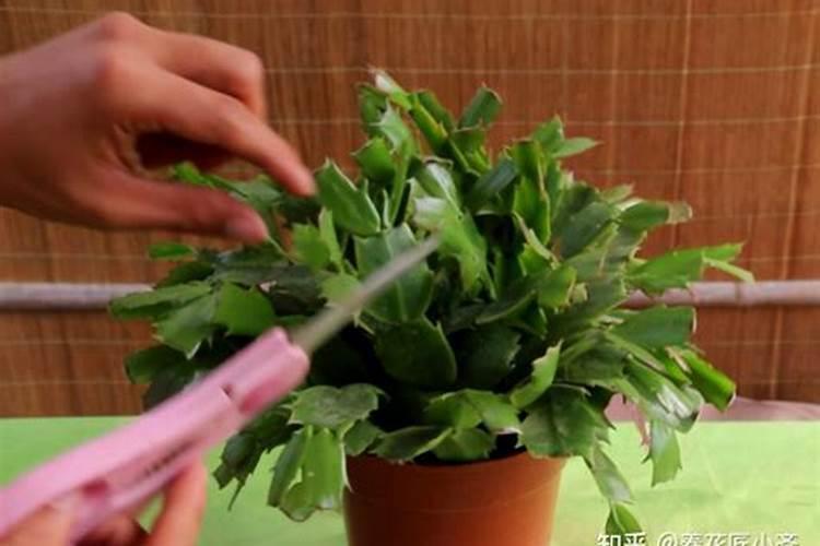 蟹爪兰用叶面肥喷施能行吗 裸根蟹爪兰怎么栽种