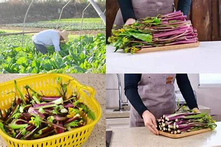 红菜苔病虫害该怎样防治呢？