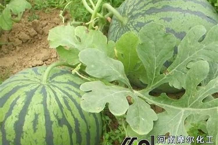 大棚里的西瓜为什么掉下来了是缺水的原因吗？