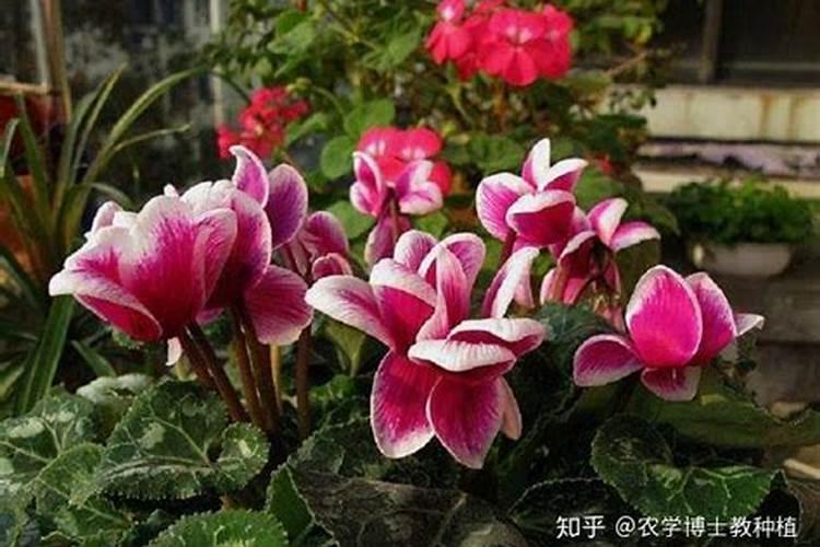 蚕豆为什么又叫罗汉豆