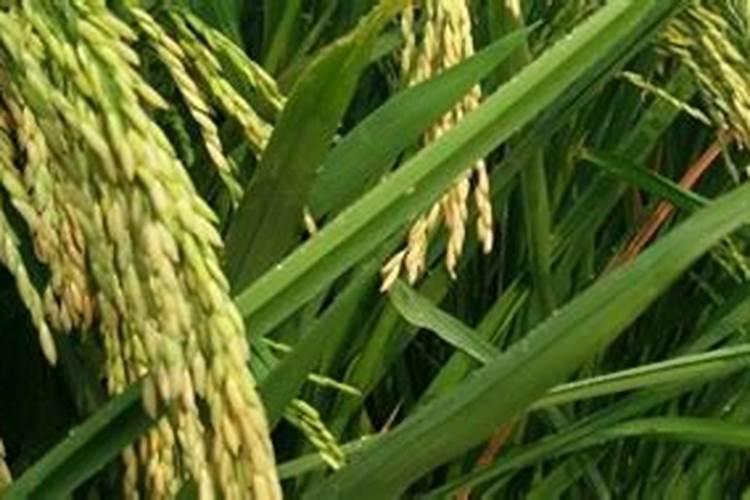 棉花中后期用什么肥料好 可以施加复合肥吗