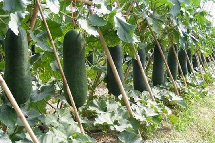 冬瓜种植的施肥建议:昆仑风叶面肥助增收