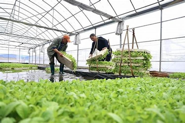 种烤烟用什么肥料好？