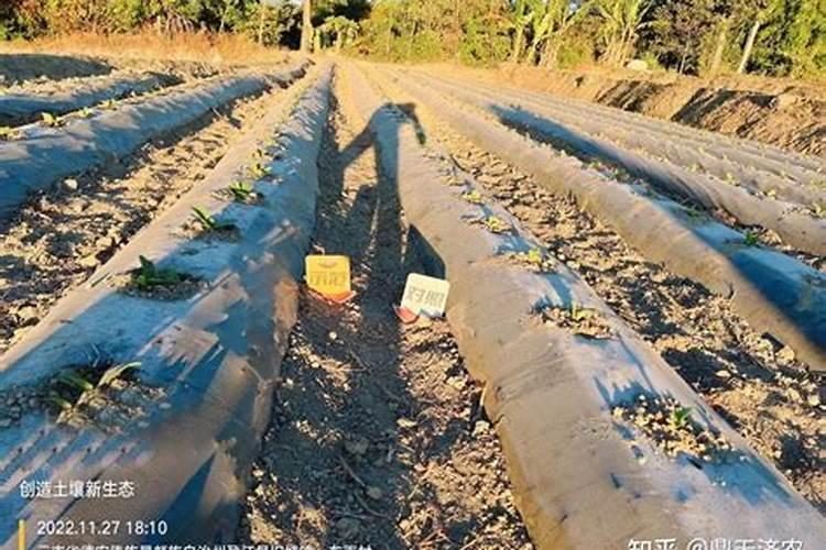 如何预防烟草青枯病