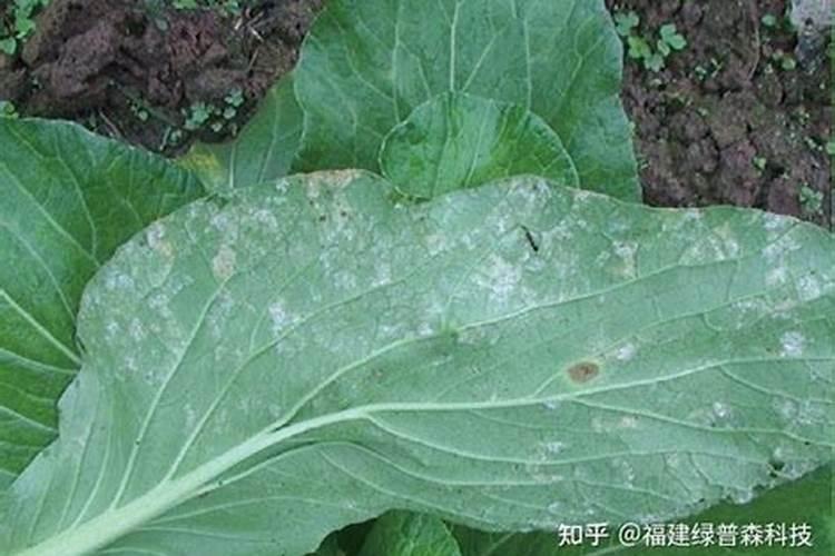 荔枝施什么肥好