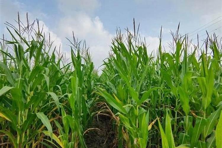 化肥是什么行业