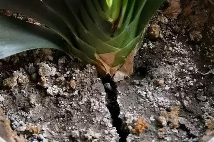 植物对钙的吸收以主动吸收为主对吗