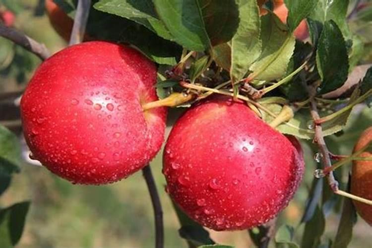 在果树上如何施用钙肥