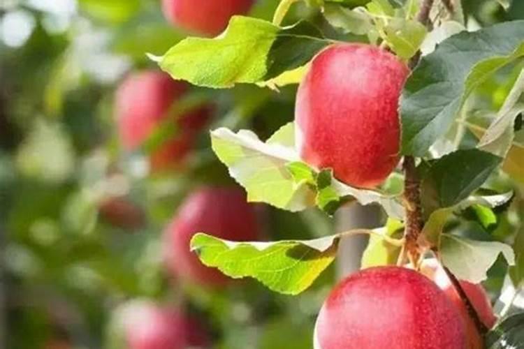 苹果施肥管理技术 苹果施肥时间和方法