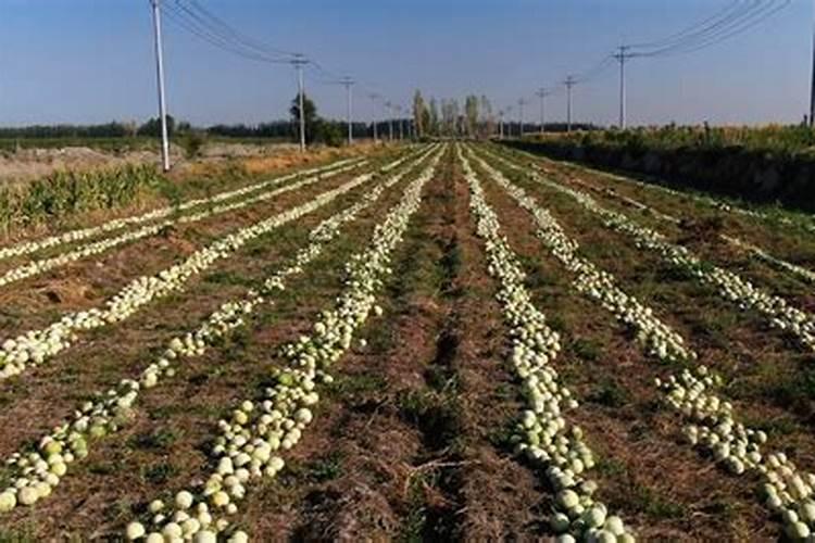 种打瓜施什么肥