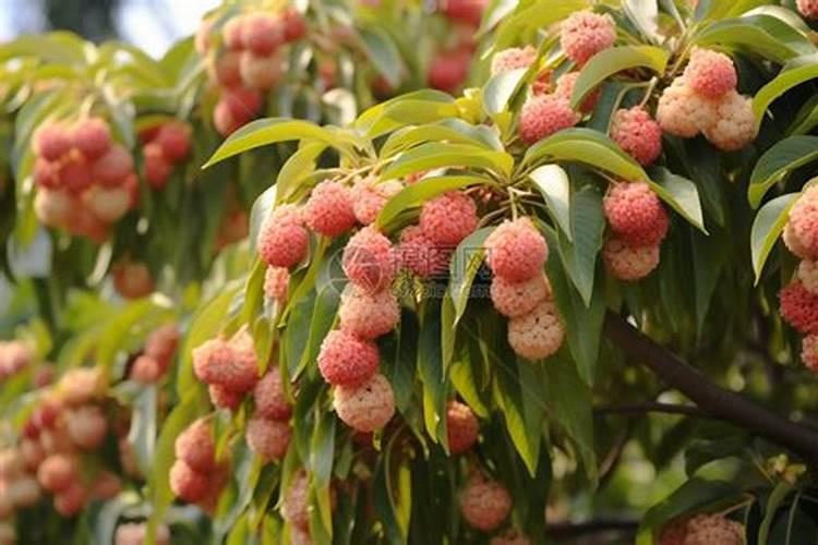 荔枝开花施什么肥