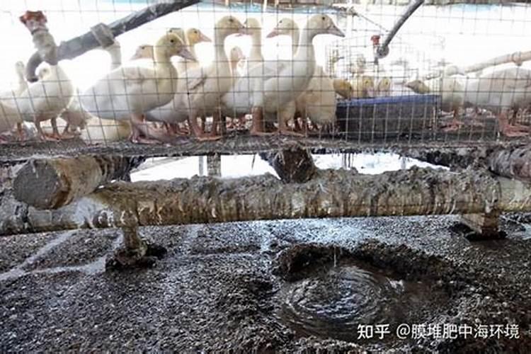 鸡粪发酵粉的用法