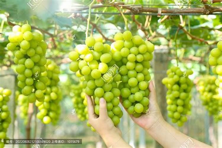 阳光玫瑰化肥用多了会软化吗