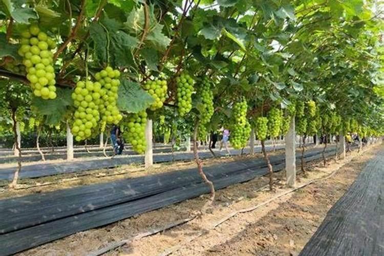 阳光玫瑰葡萄上火还是降火阳光玫瑰葡萄吃多了会不会上火