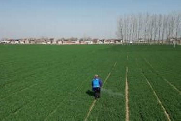 小麦打过除草剂几天可以打叶面肥