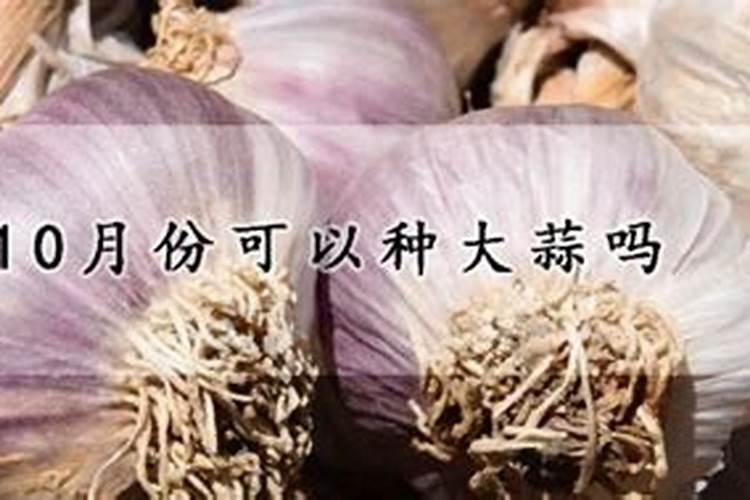 种大蒜上什么肥料好蒜头大