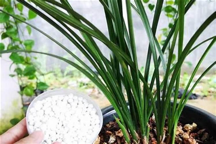 用青苔种兰花怎么施肥