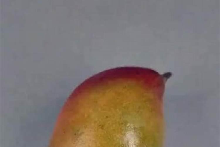 芒果幼苗应该施什么肥