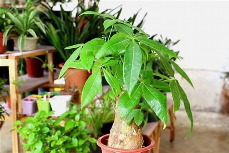 茶叶提香后摊凉为了什么