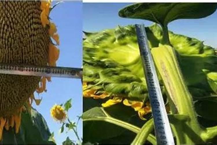 食葵灌浆需要施什么肥