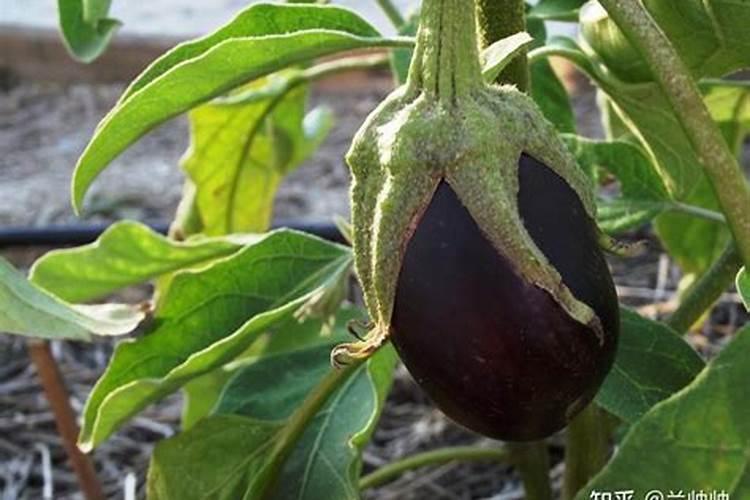 茄子的需肥规律是怎样的？施肥时需要注意哪些问题？