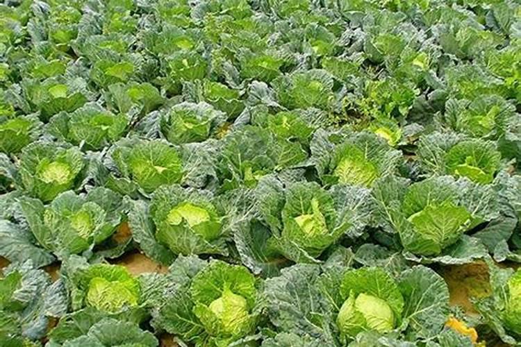 娃娃菜为啥烂心