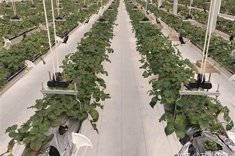 怎么自制氨基酸水溶肥