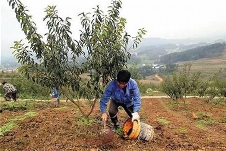 李子树不同生长阶段的施肥技巧