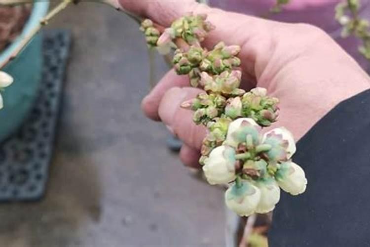 蓝莓种植时,能用芸苔素吗？